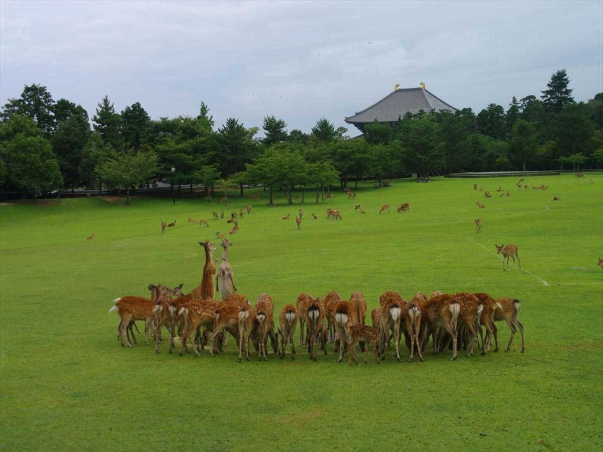 Hotel New Wakasa Nara Bagian luar foto